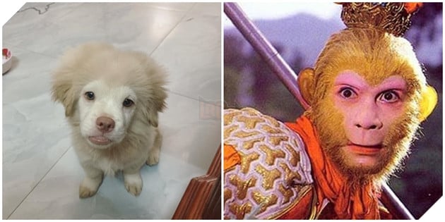  
Có khi nào tề thiên độ kiếp cho chú chó này không?