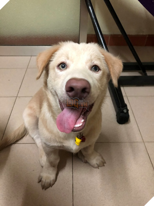  
Thè lưỡi ra như này có em nào sợ anh không?