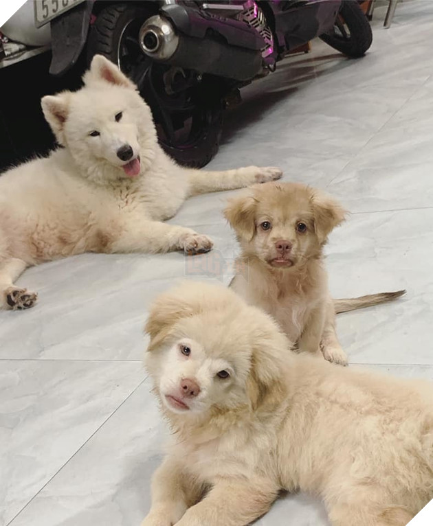  
Chú chó có gương mặt được so sánh giống với "Tề thiên đại thánh"