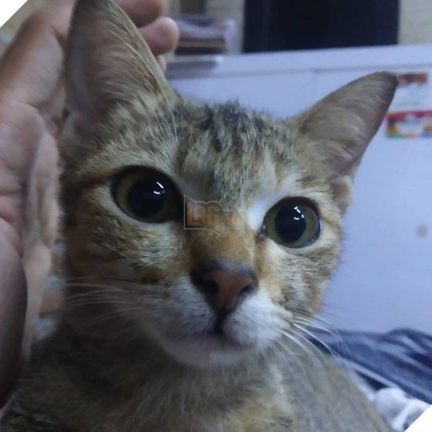 Cắn đứt tai nghe của sen, boss mèo đi bắt con rắn về đền để rồi trở thành ngôi sao MXH - Ảnh 2.