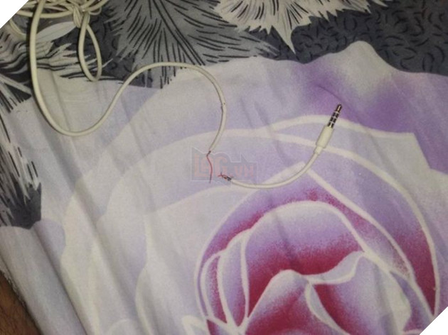 Cắn đứt tai nghe của sen, boss mèo đi bắt con rắn về đền để rồi trở thành ngôi sao MXH - Ảnh 3.