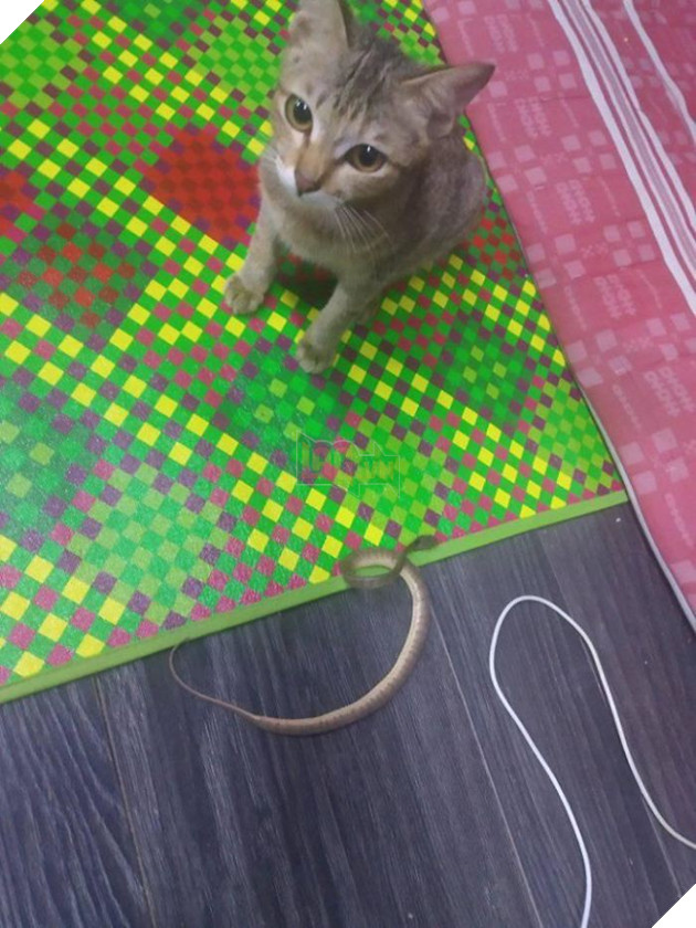 Cắn đứt tai nghe của sen, boss mèo đi bắt con rắn về đền để rồi trở thành ngôi sao MXH - Ảnh 4.