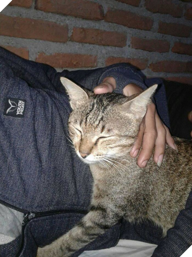 Cắn đứt tai nghe của sen, boss mèo đi bắt con rắn về đền để rồi trở thành ngôi sao MXH - Ảnh 5.