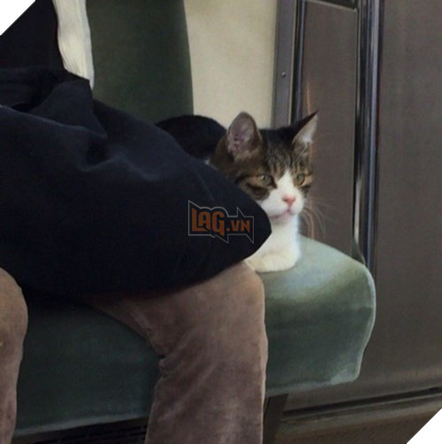 'Hoàng thượng' mèo có sở thích đi tàu điện ngầm, còn tỏ thái độ lồi lõm khi bị bắt vì 'đi chui' quá nhiều