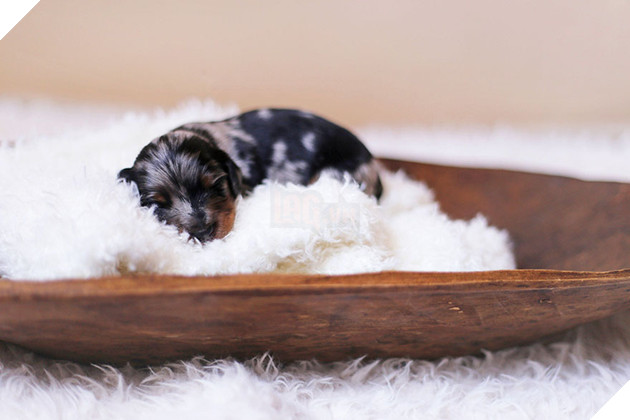 Niềm hạnh phúc thể hiện qua những bức ảnh của cô chó hạ sinh 6 chú cún cưng xinh hết sức 6