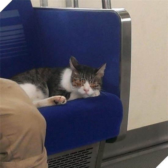 'Hoàng thượng' mèo có sở thích đi tàu điện ngầm, còn tỏ thái độ lồi lõm khi bị bắt vì 'đi chui' quá nhiều