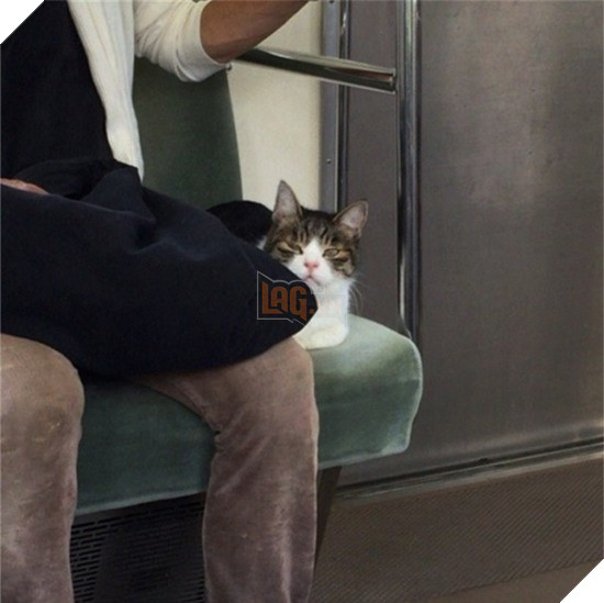 'Hoàng thượng' mèo có sở thích đi tàu điện ngầm, còn tỏ thái độ lồi lõm khi bị bắt vì 'đi chui' quá nhiều