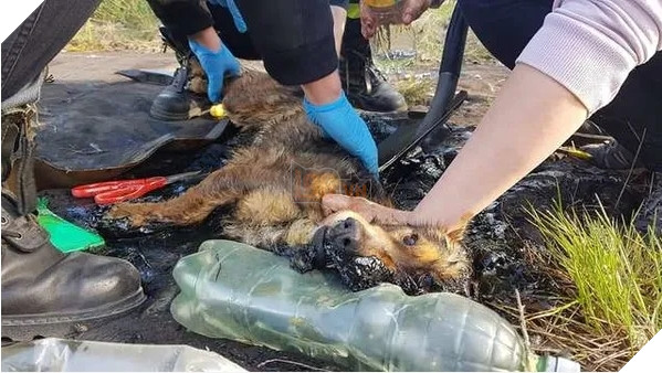  
Ánh mắt của nó khiến nhiều người bật khóc và ám ảnh