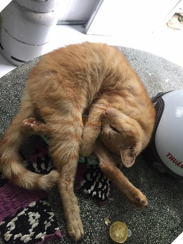  
Chú mèo ốm yếu dần theo năm tháng 