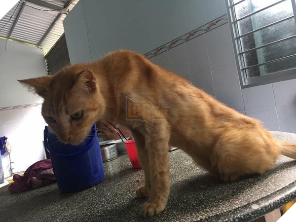 Chú mèo 20 năm tuổi nhìn chuột chạy mà bất lực vì tuổi già sức yếu khiến CĐM vừa cười vừa thương 4