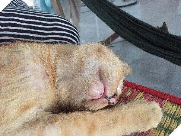  
Chú mèo với thân hình ốm yếu