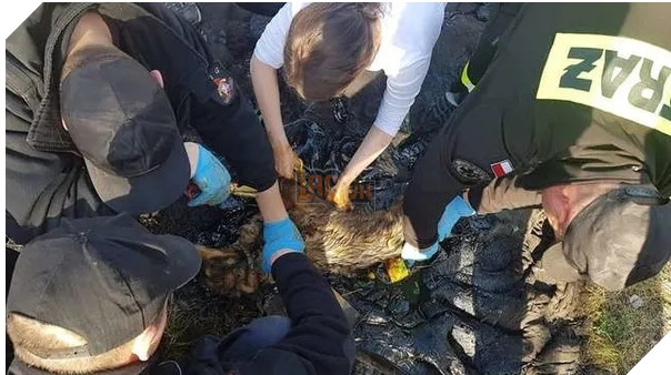  
Chú chó được nhiều người giải cứu