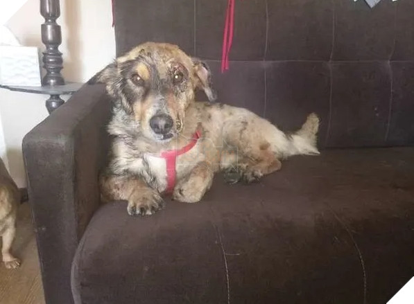 Chú chó nhỏ sống sót kì diệu dù bị dính chặt vào vũng nhựa nhờ nghị lực phi thường