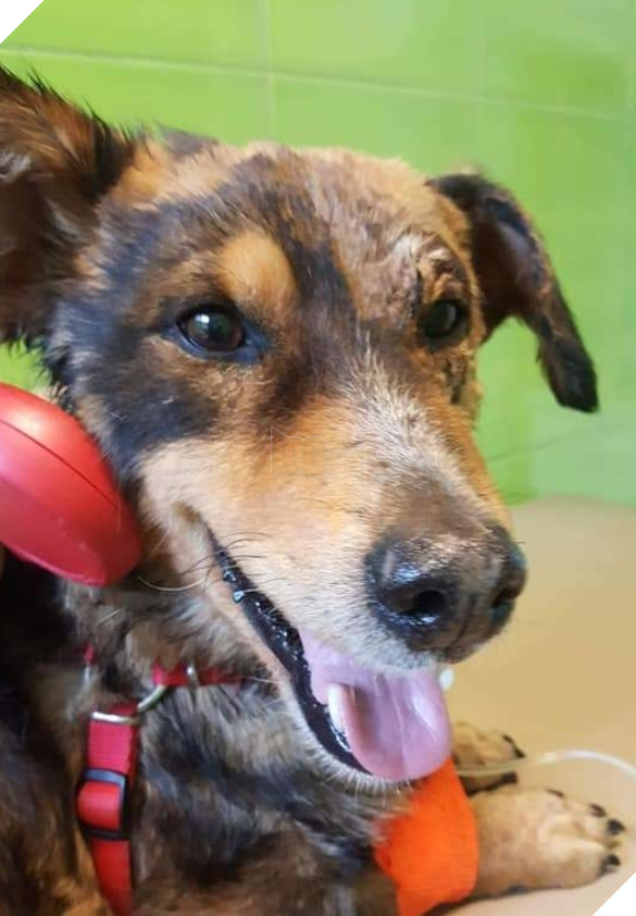 Chú chó nhỏ sống sót kì diệu dù bị dính chặt vào vũng nhựa nhờ nghị lực phi thường