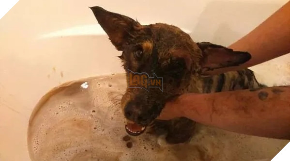 Chú chó nhỏ sống sót kì diệu dù bị dính chặt vào vũng nhựa nhờ nghị lực phi thường