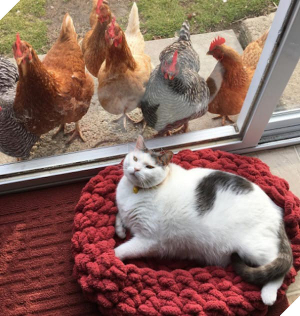 Chăm sóc, vuốt ve: Nhưng lũ mèo chỉ đang coi bạn như một con khỉ thôi