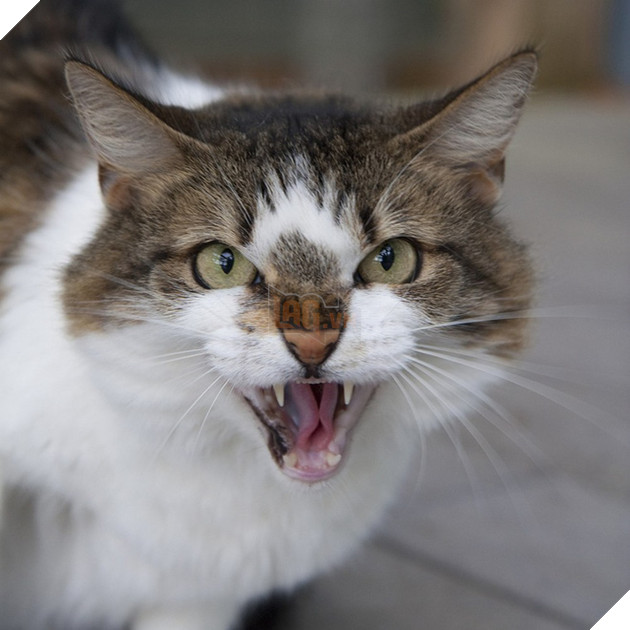 Chăm sóc, vuốt ve: Nhưng lũ mèo chỉ đang coi bạn như một con khỉ thôi