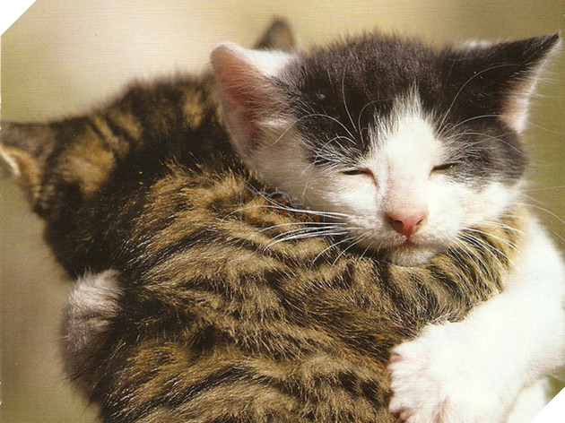 Chăm sóc, vuốt ve: Nhưng lũ mèo chỉ đang coi bạn như một con khỉ thôi