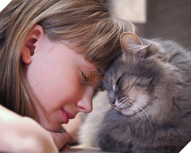 Chăm sóc, vuốt ve: Nhưng lũ mèo chỉ đang coi bạn như một con khỉ thôi