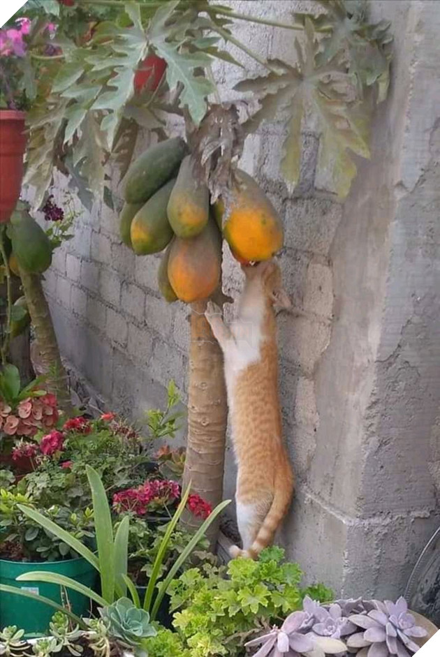 Đu đủ trong vườn cứ thỉnh thoảng lại bị chén mất nửa quả, chủ nhà giật mình khi thủ phạm là nhân vật không ngờ tới - Ảnh 2.