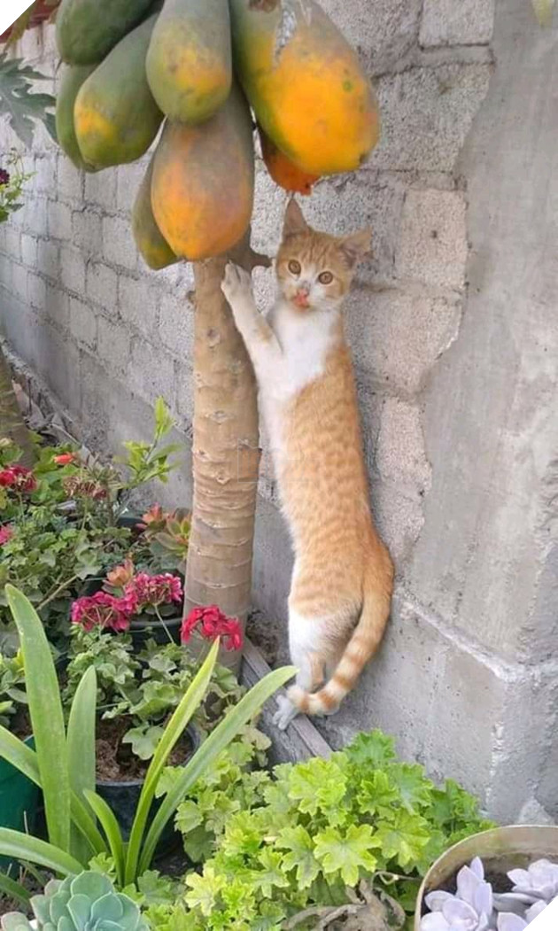 Đu đủ trong vườn cứ thỉnh thoảng lại bị chén mất nửa quả, chủ nhà giật mình khi thủ phạm là nhân vật không ngờ tới - Ảnh 3.