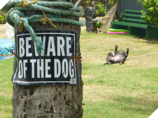 Beware Of Dog