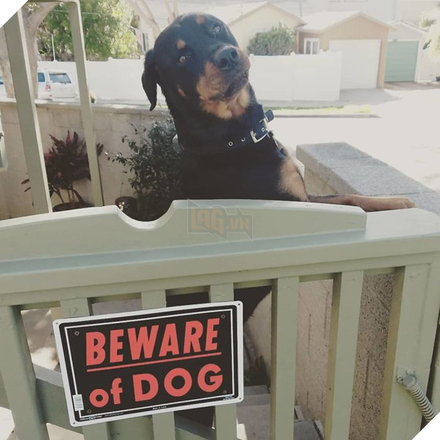 Dear Mailperson, I Think There's A Mean Dog Somewhere In This Yard Because The Sign Says Beware But I Haven't Seen Them Yet.