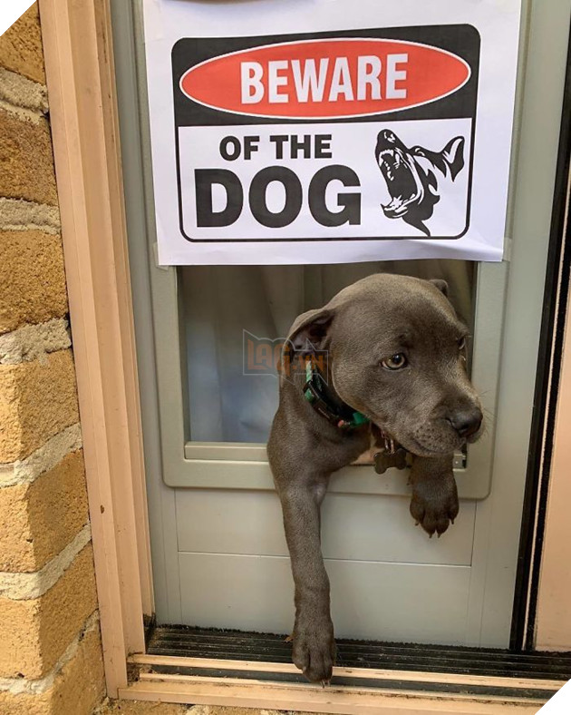 Watch Out Everypawdy, I Is Very Scary