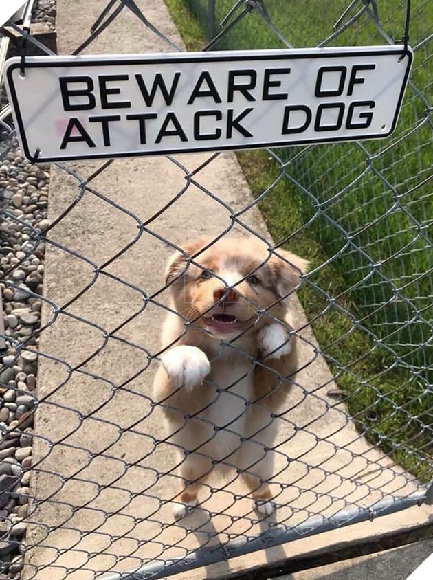 [Image: cute-guard-dogs-1-5cd1723ec1f95__700_UMEA.jpg]