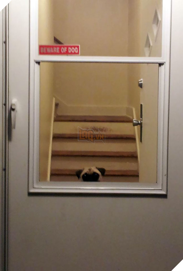 Beware Of Dog (Because She Is So Vicious)