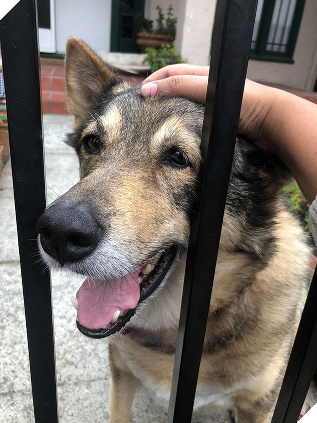 This Gorgeous Girl Lives In My Neighborâs Front Yard With A Huge âBeware Of Dogâ Sign. The Only Thing I Have To Beware Of Is Spending Hours Petting Her