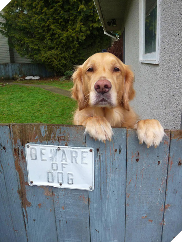 "Oh, Hey Burgler, Let's Be Friends! Wanna See Where We Keep The Jewels?"