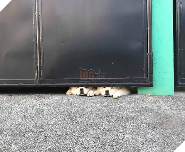 Beware Of Dogs. You Have Been Warned. Not Responsible For Injury Or Death