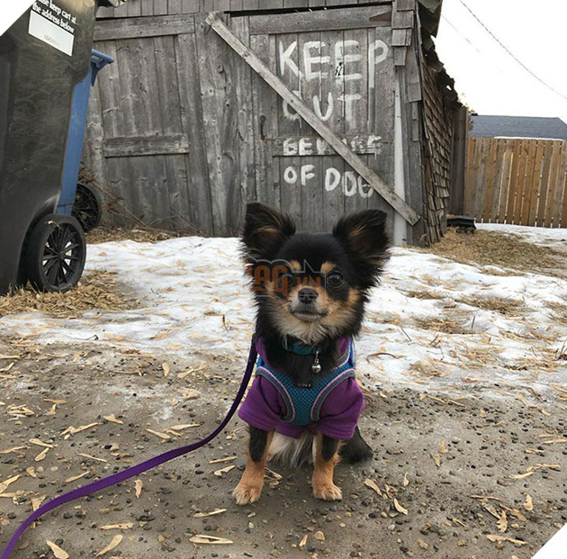 Keep Out. Beware Of Dog