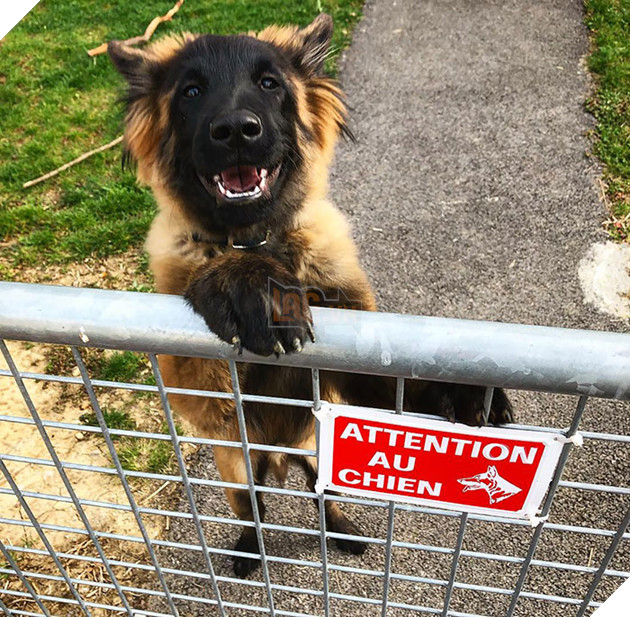 Beware Of Dog