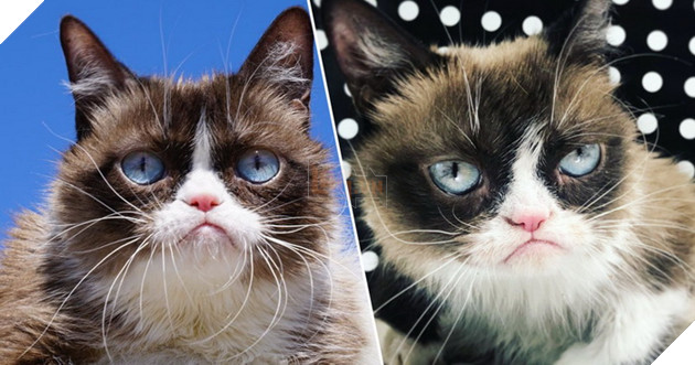 Fan toàn thế giới chia buồn trước tin Grumpy Cat đã qua đời khi tròn 7 tuổi