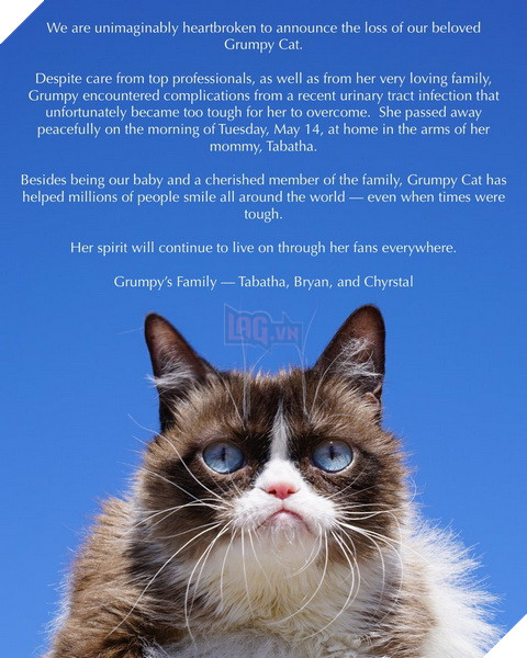 Fan toàn thế giới chia buồn trước tin Grumpy Cat đã qua đời khi tròn 7 tuổi 2