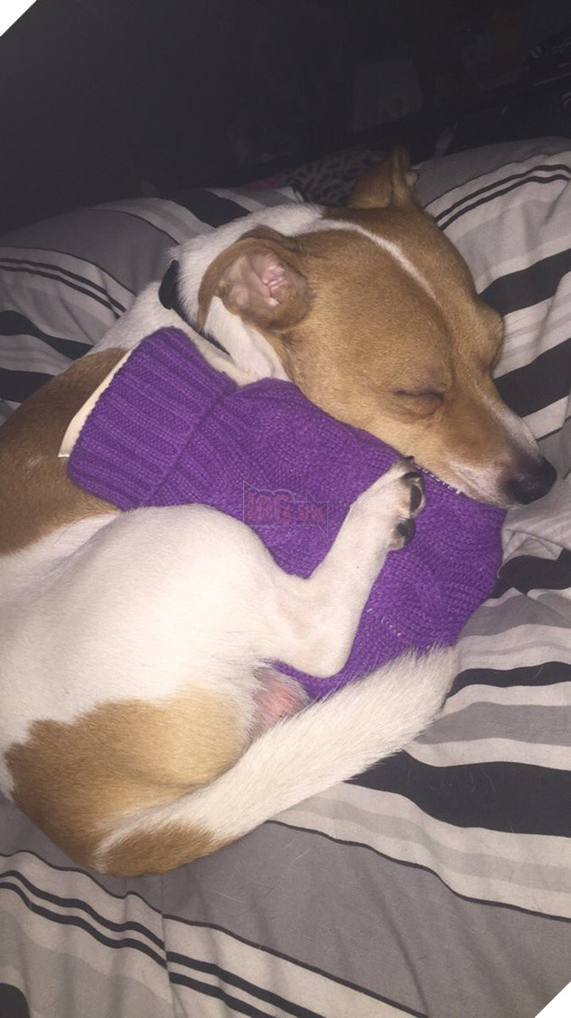 Tham khảo ngay cách nuôi dạy boss của các con sen thông thái trên reddit - Ảnh 3.