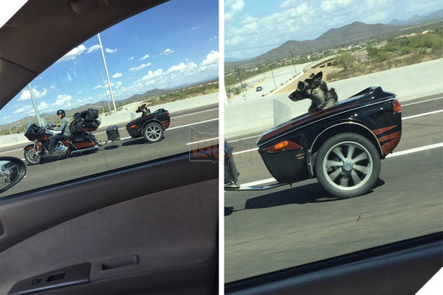 Tham khảo ngay cách nuôi dạy boss của các con sen thông thái trên reddit - Ảnh 11.