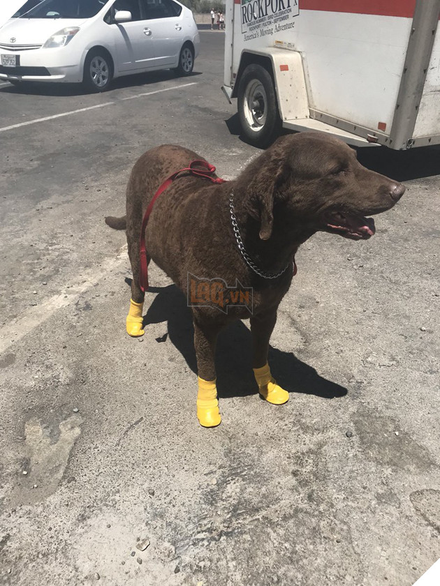 Tham khảo ngay cách nuôi dạy boss của các con sen thông thái trên reddit - Ảnh 13.