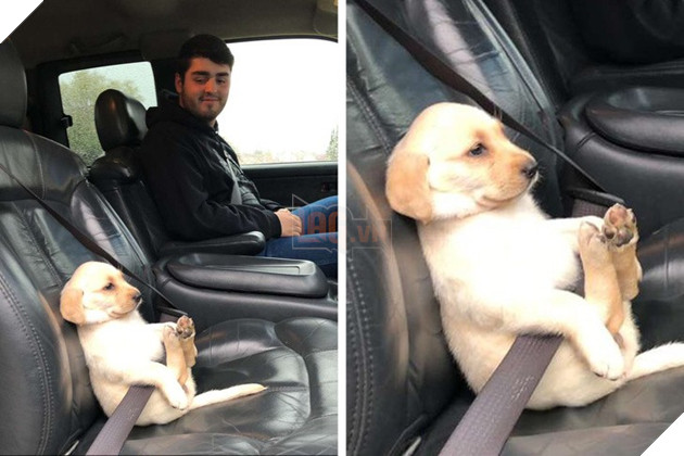 Tham khảo ngay cách nuôi dạy boss của các con sen thông thái trên reddit - Ảnh 14.