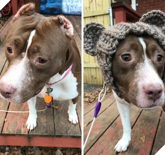 Tham khảo ngay cách nuôi dạy boss của các con sen thông thái trên reddit - Ảnh 15.