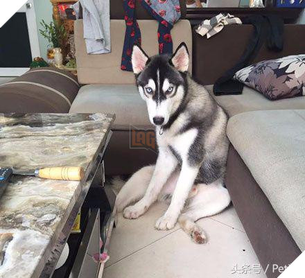 Husky cắn hỏng bàn pha trà, chủ nhân tức giận đổi thành bàn đá, Husky vừa cắn liền ‘sụp đổ’