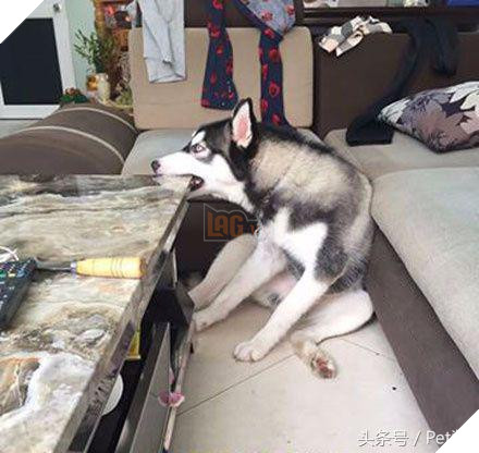 Husky cắn hỏng bàn pha trà, chủ nhân tức giận đổi thành bàn đá, Husky vừa cắn liền ‘sụp đổ’ 2