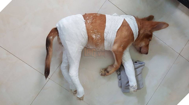 Thánh nhọ là đây chứ đâu, ai đời đi đi toa- let cũng gãy chân đúng là có 1-0-2 2