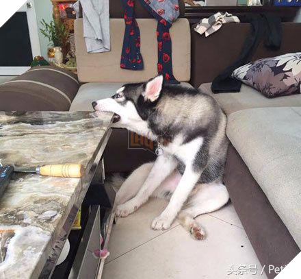 Husky cắn hỏng bàn pha trà, chủ nhân tức giận đổi thành bàn đá, Husky vừa cắn liền ‘sụp đổ’ 3