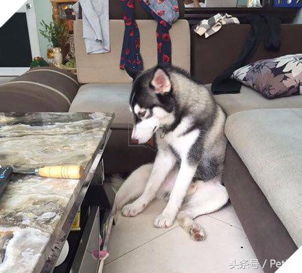 Husky cắn hỏng bàn pha trà, chủ nhân tức giận đổi thành bàn đá, Husky vừa cắn liền ‘sụp đổ’ 4