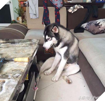 Husky cắn hỏng bàn pha trà, chủ nhân tức giận đổi thành bàn đá, Husky vừa cắn liền ‘sụp đổ’ 5