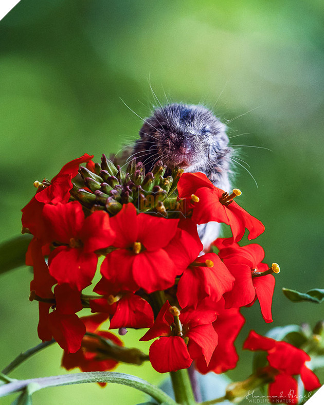 Fridolin Enjoying The Warm Sun