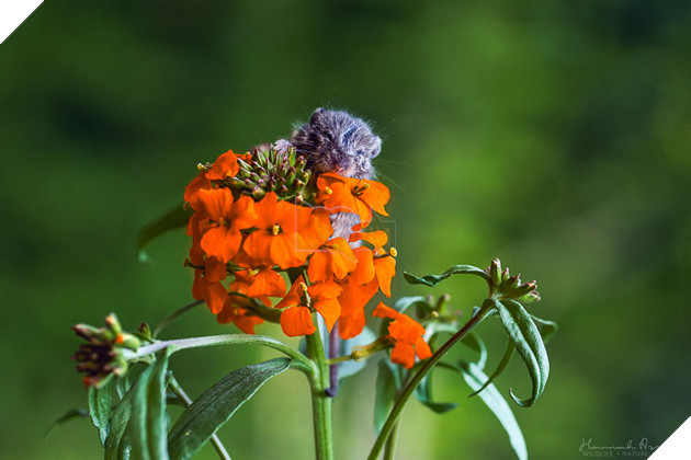 Time For A Little Nap!